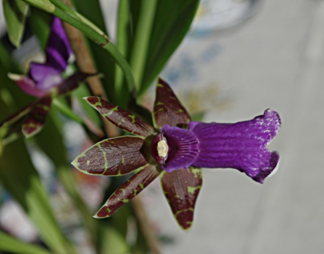 zygopetalum_everspring_110906_02.jpg