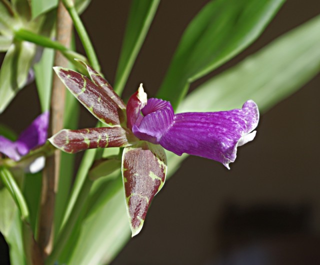 zygopetalum_everspring_110906_03.jpg