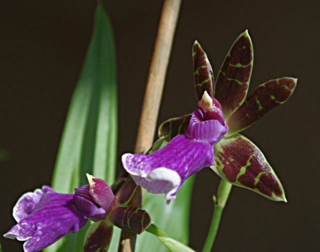 zygopetalum_everspring_110906_04.jpg