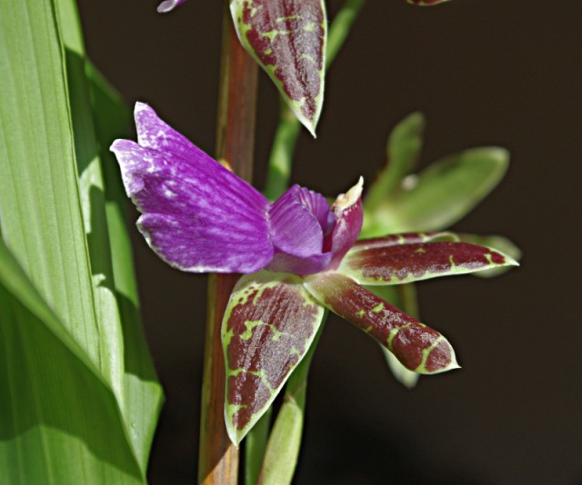 zygopetalum_everspring_110906_05.jpg