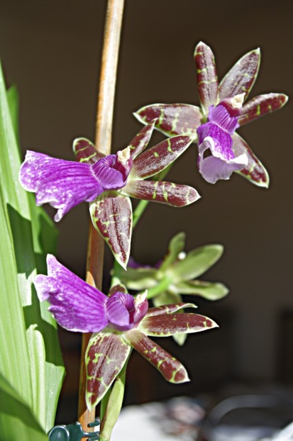 zygopetalum_everspring_110906_06.jpg