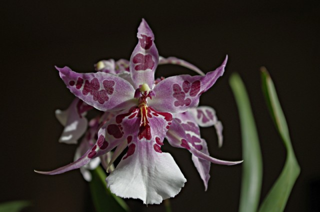 beallara_peggy_ruth_carpenter_110906_01.jpg