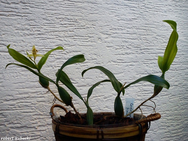 Coelogyne fimbriata.jpg