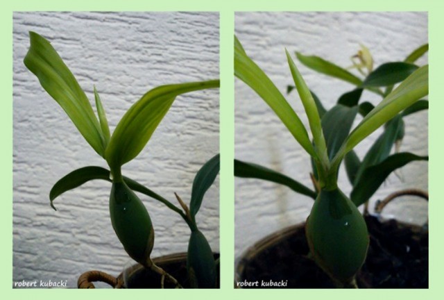 Coelogyne22.jpg