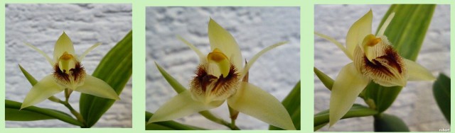 Coelogyne2.jpg