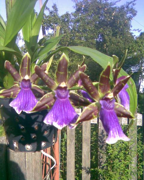 Stare Zygopetalum3.jpg
