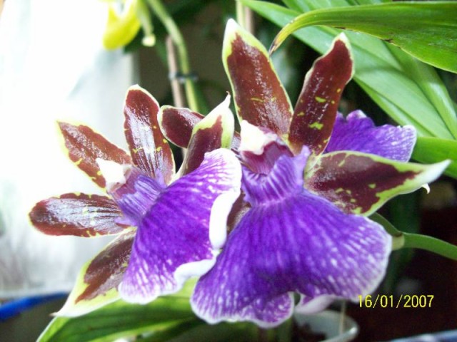 Zygopetalum mix z pseudobulwy.jpg