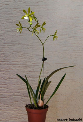 Encyclia -11.jpg