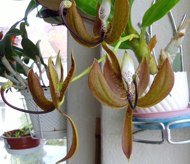 SAM_0687.JPG (707.32 KiB) Przeglądane 10690 razy SAM_0687.JPG