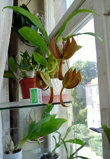 SAM_0663.JPG (508.71 KiB) Przeglądane 10690 razy SAM_0663.JPG