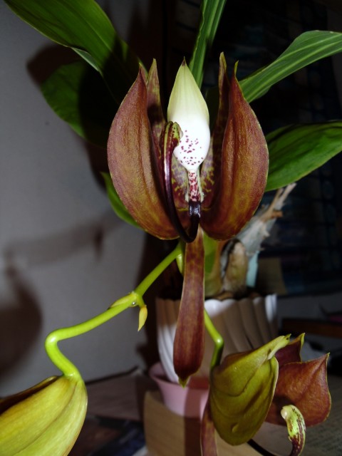 SAM_0655.JPG (494.93 KiB) Przeglądane 10690 razy SAM_0655.JPG