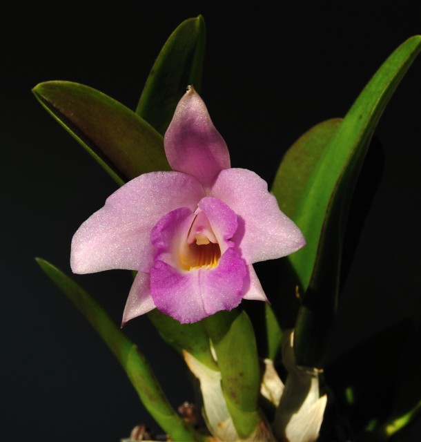 laelia2.JPG