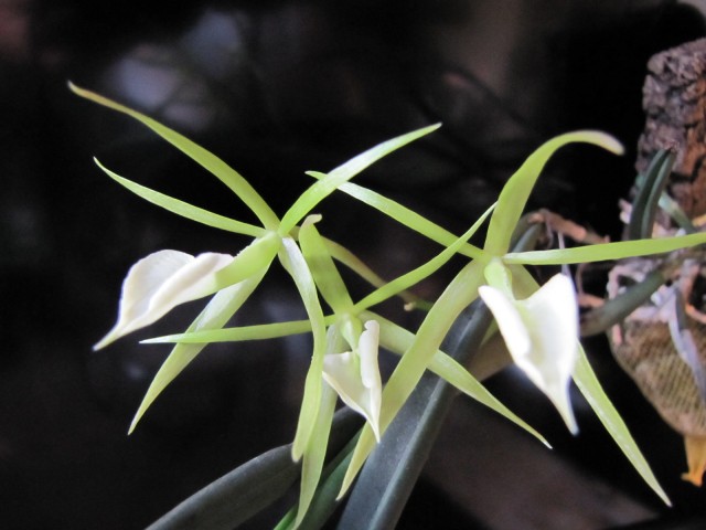 Brassavola cordata 09.2011 045.JPG