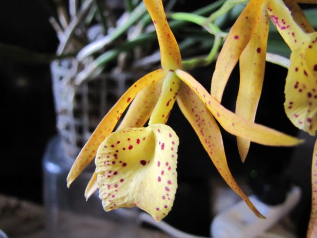 Bl Yellow Bird 18.09.2011 022.JPG