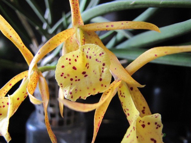 Bl Yellow Bird 18.09.2011 027.JPG