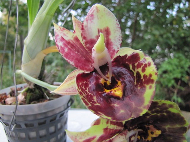 Catasetum Susan Fuchs Sun Face 044.JPG