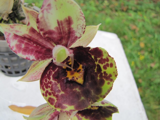 Catasetum Susan Fuchs Sun Face 046.JPG