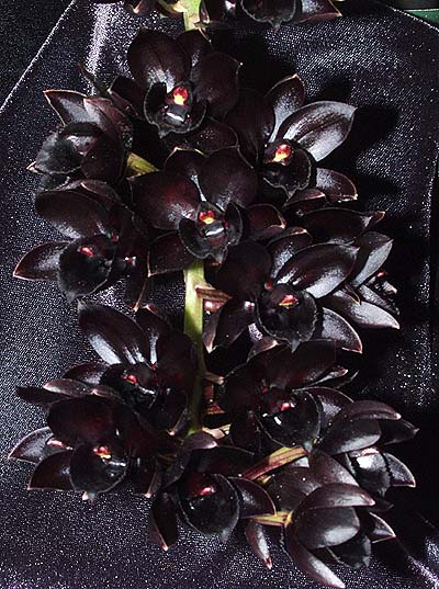 Fdk. After Dark coal black.jpg