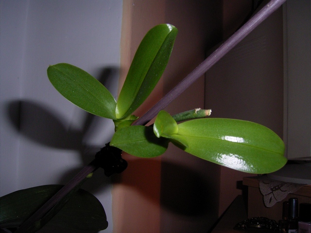 16.01.2010 keiki 004.jpg