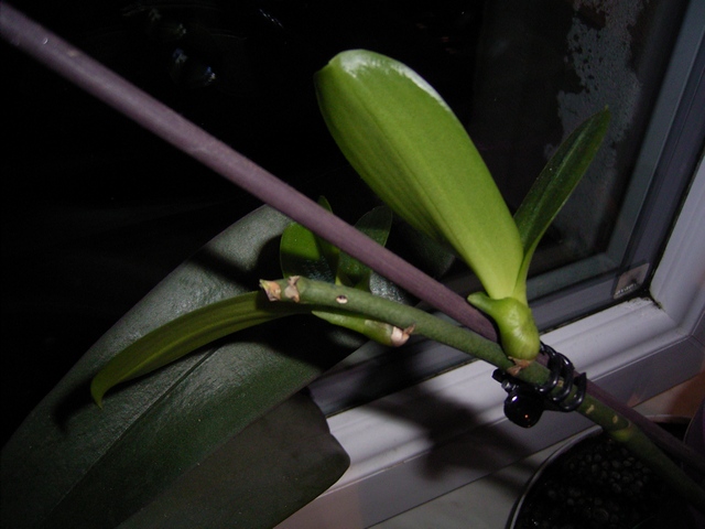 16.01.2010 keiki 002.jpg