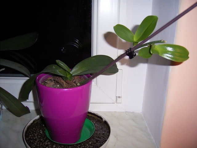 16.01.2010 keiki 006.jpg