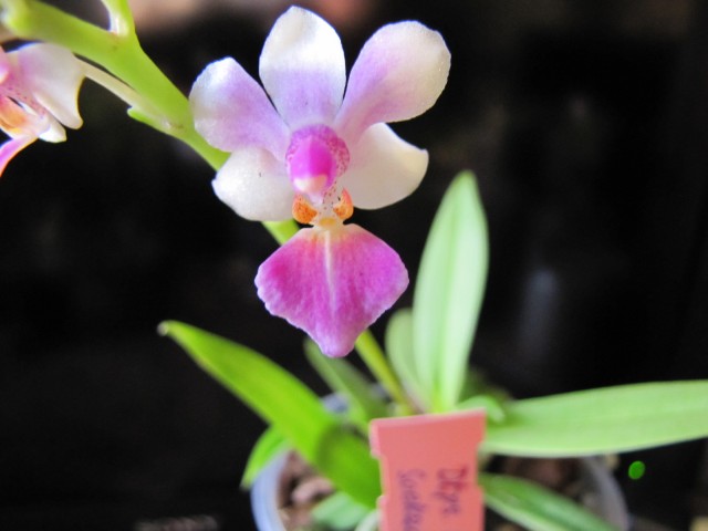 Dtps. Anna Larati Soekadi x equestris Ilocos 09.2011.JPG