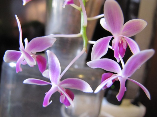 Phal. equestris Apari 09.2011 030.JPG