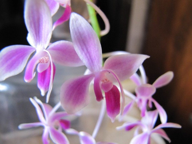 Phal. equestris Apari 09.2011 031.JPG