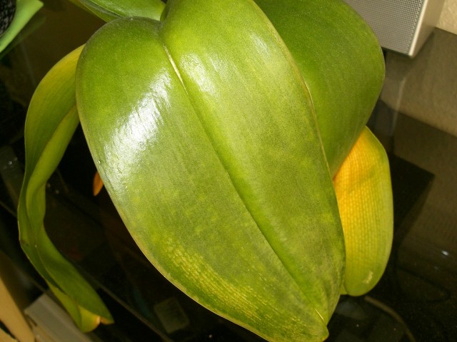 CIMG0301.JPG
