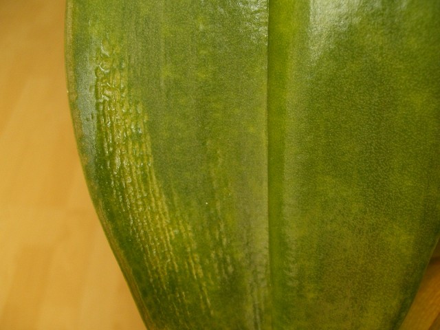 CIMG0302.JPG