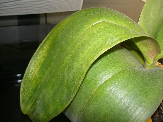 CIMG0307.JPG