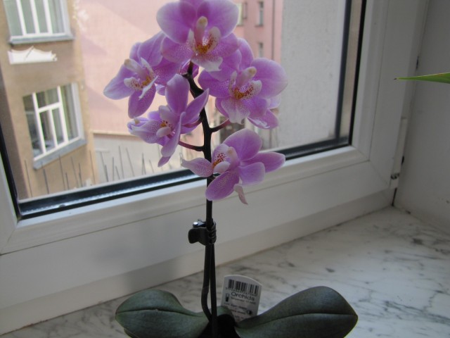 mini phalaenopsis  hybryda 26.09.2011 018.JPG