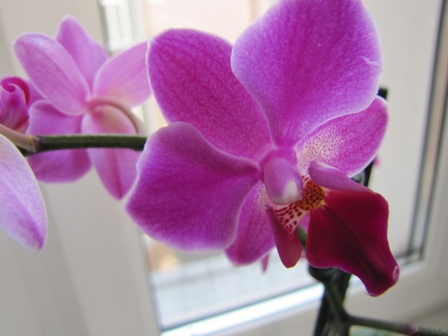 mini hybryda 26.09.2011 022.JPG