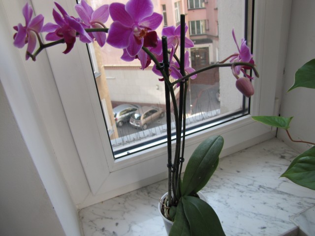 mini hybryda 26.09.2011 023.JPG