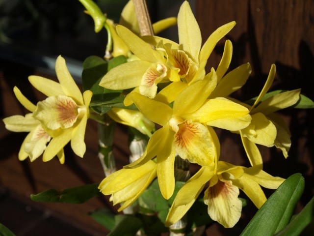 Dendrobium1.JPG