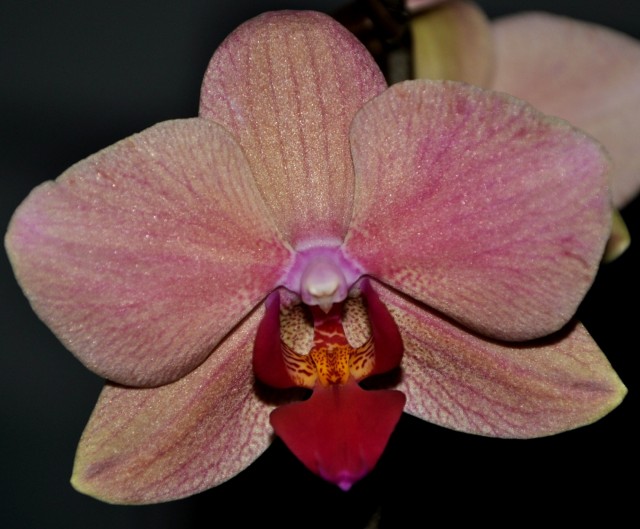 DSC_0801 - Kopia.JPG