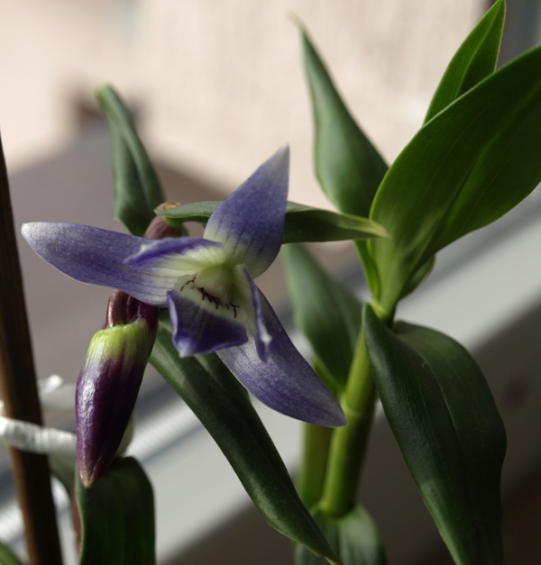 dendrobium2.JPG