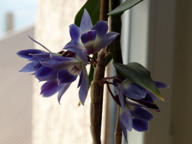 dendrobium1.JPG