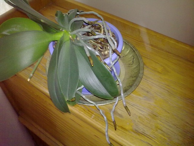 storczyk wariat 1.jpg