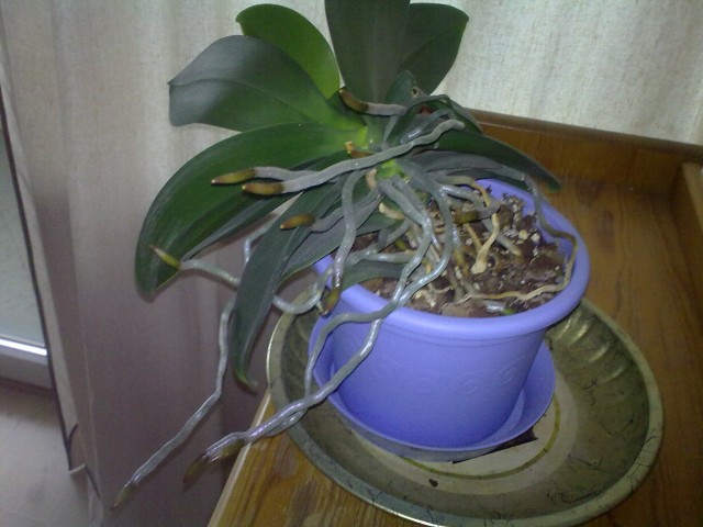 storczyk wariat 2.jpg