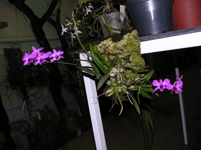 Dendrobium bigibbum Compactum..jpg
