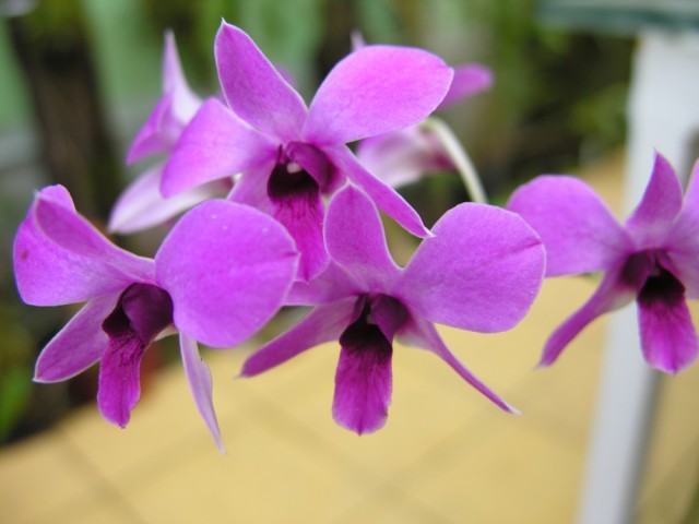 Dendrobium bigibbum v. compactum.jpg