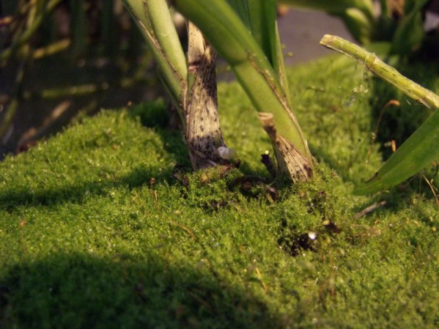 Cymbidium sp. miniaturowe..jpg