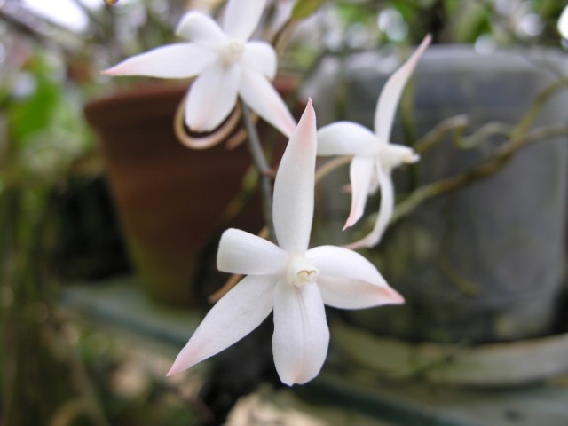 Aerangis biloba,,,.jpg