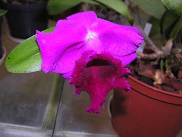 Cattleya 554.jpg