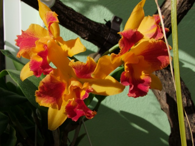 Cattleya 555 (Ilona)...jpg