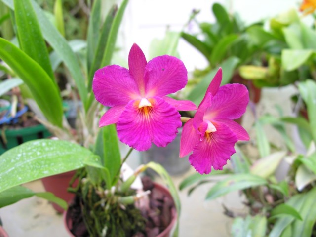 Cattleytonia (Cattleya x Brougtonia).jpg