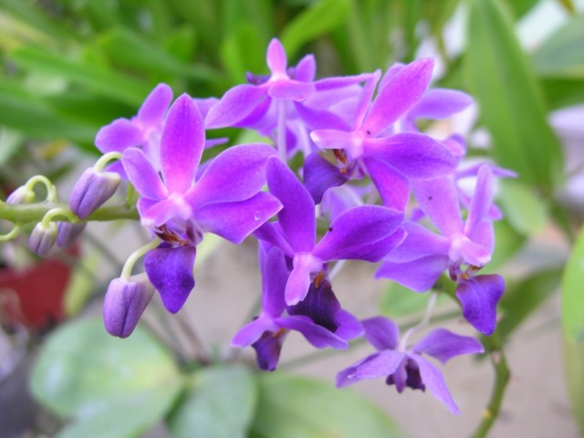 Doritaenopsis Purple Gem...jpg