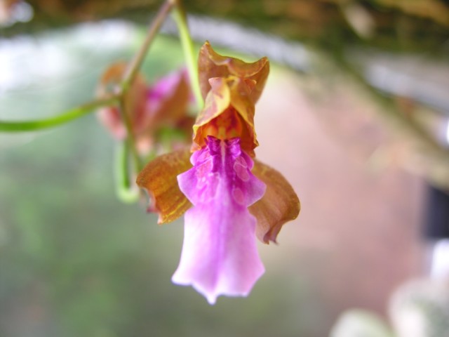 Miltonia russeliana.jpg