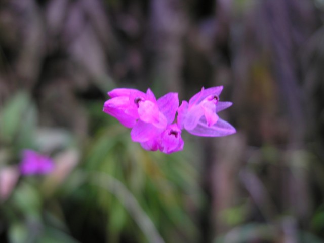 Nagellia purpurea..jpg